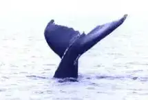Grand Manan Sea - Land Adventures
